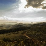 Green Forest